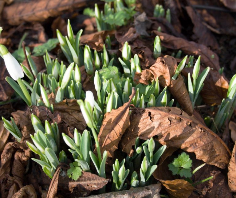 Tentative green shoots for market as Spring approaches
